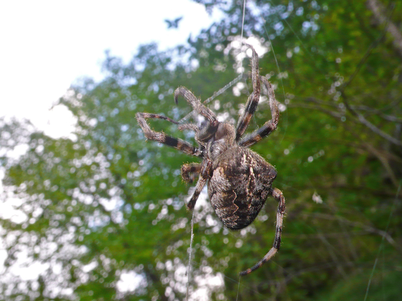 Araneus angulatus?